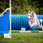 Agility začátky