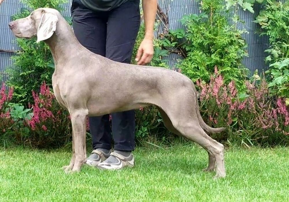 LIFE IS BEAUTIFUL Just Weimaraner "LIFE"