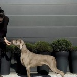 LIFE IS BEAUTIFUL Just Weimaraner "LIFE"
