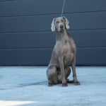 LIFE IS BEAUTIFUL Just Weimaraner "LIFE"