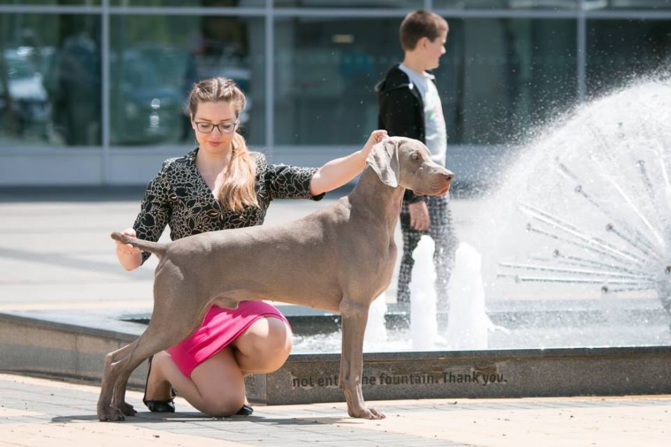 Delfín v postoji - foto Jana Píchová