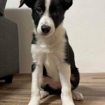 Amazing Puppy Alkyra -> fenka (2 měsíce)