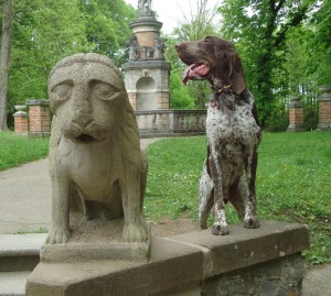 Dva psi nebo pes a lev