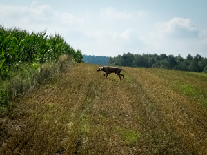 Instinkt na poli