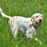 Spinone před