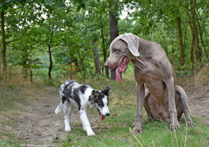 Malý & velký