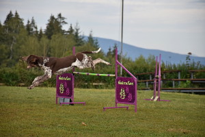 Simon, absolutní milovník agility