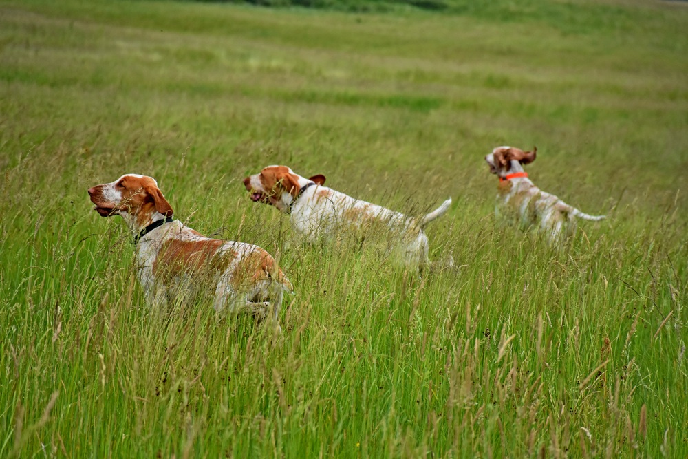 Oranž trio