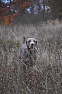 Grey weim