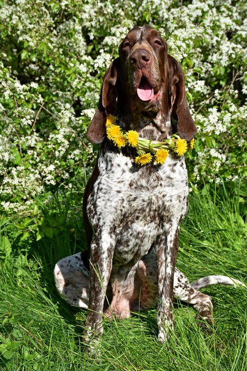 Bracco Italiano