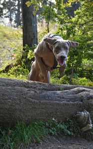 Elá hop!