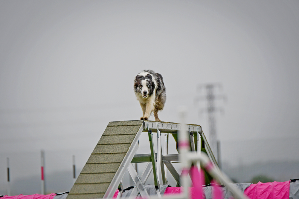 DSC_a-4323