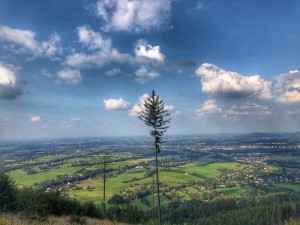 Strom překáží ve výhledu