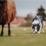 Jak býk před útokem (foto: Nikol Pospíšilová)