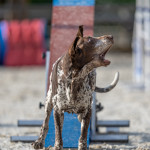 Naprostý milovník agility (foto: Michal Hurník)