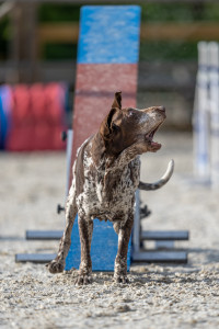 Naprostý milovník agility (foto: Michal Hurník)