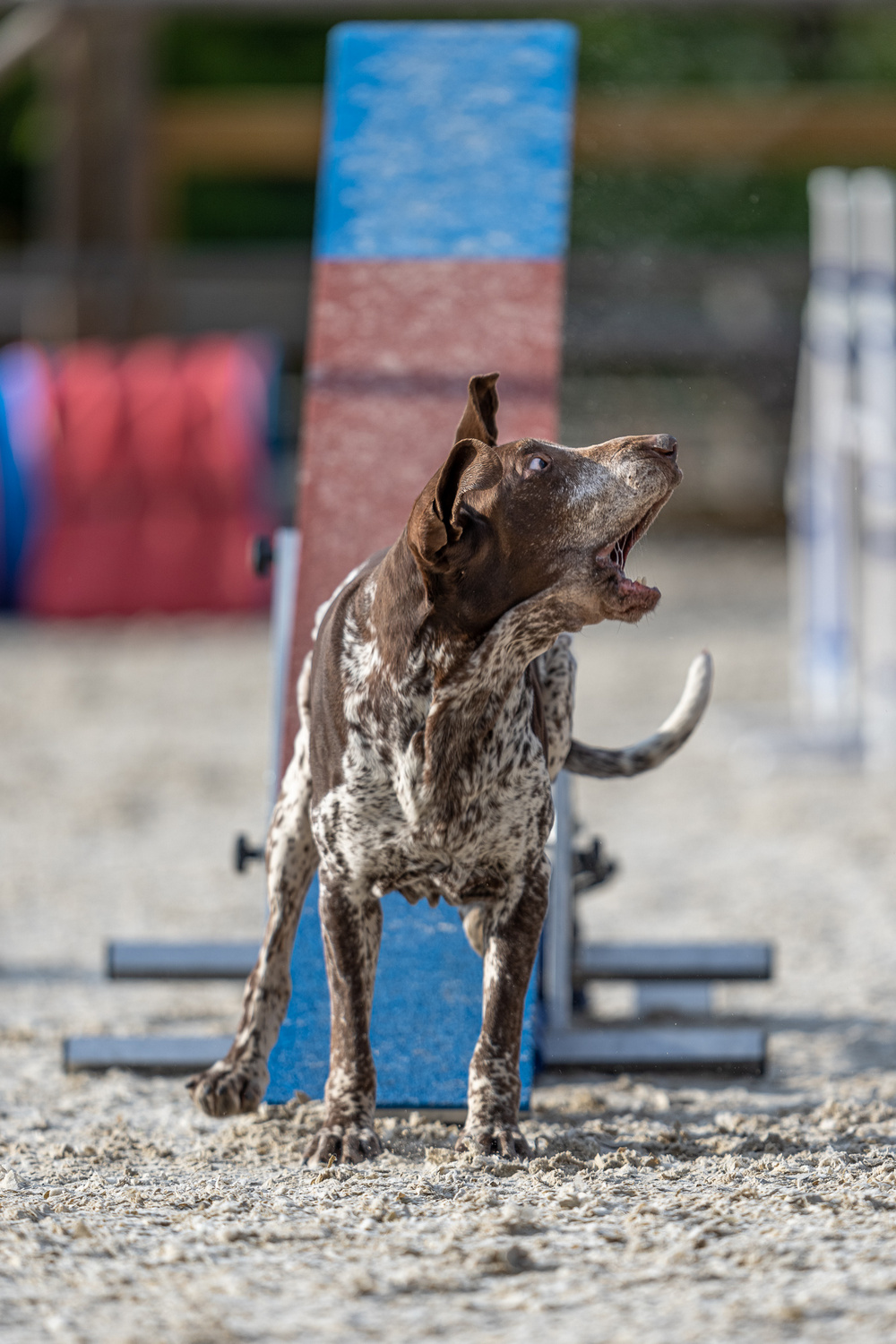 Naprostý milovník agility (foto: Michal Hurník)