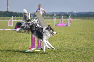 Trénink Březiněves květen 2024 (foto: Dominika Petrlíková)