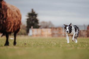 Vy se mi nikam nerozutečete! (foto: Nikol Pospíšilová)