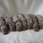 Lovely gang 5 days old :)